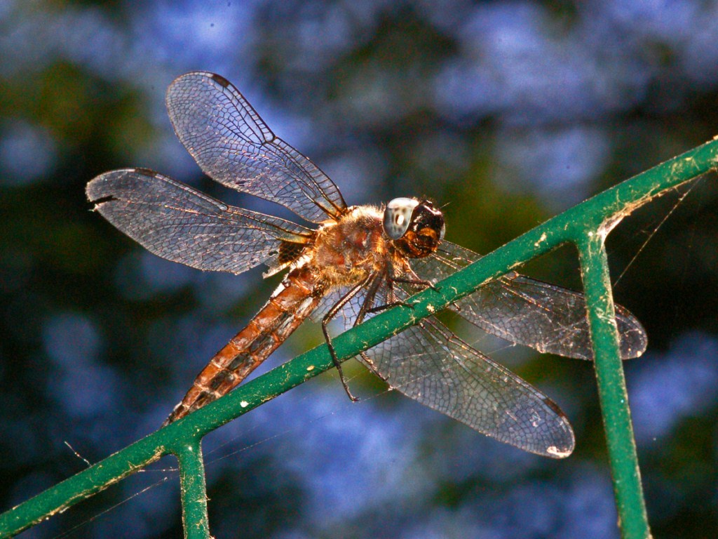 Una libellula celestina da identificare: Libellula fulva